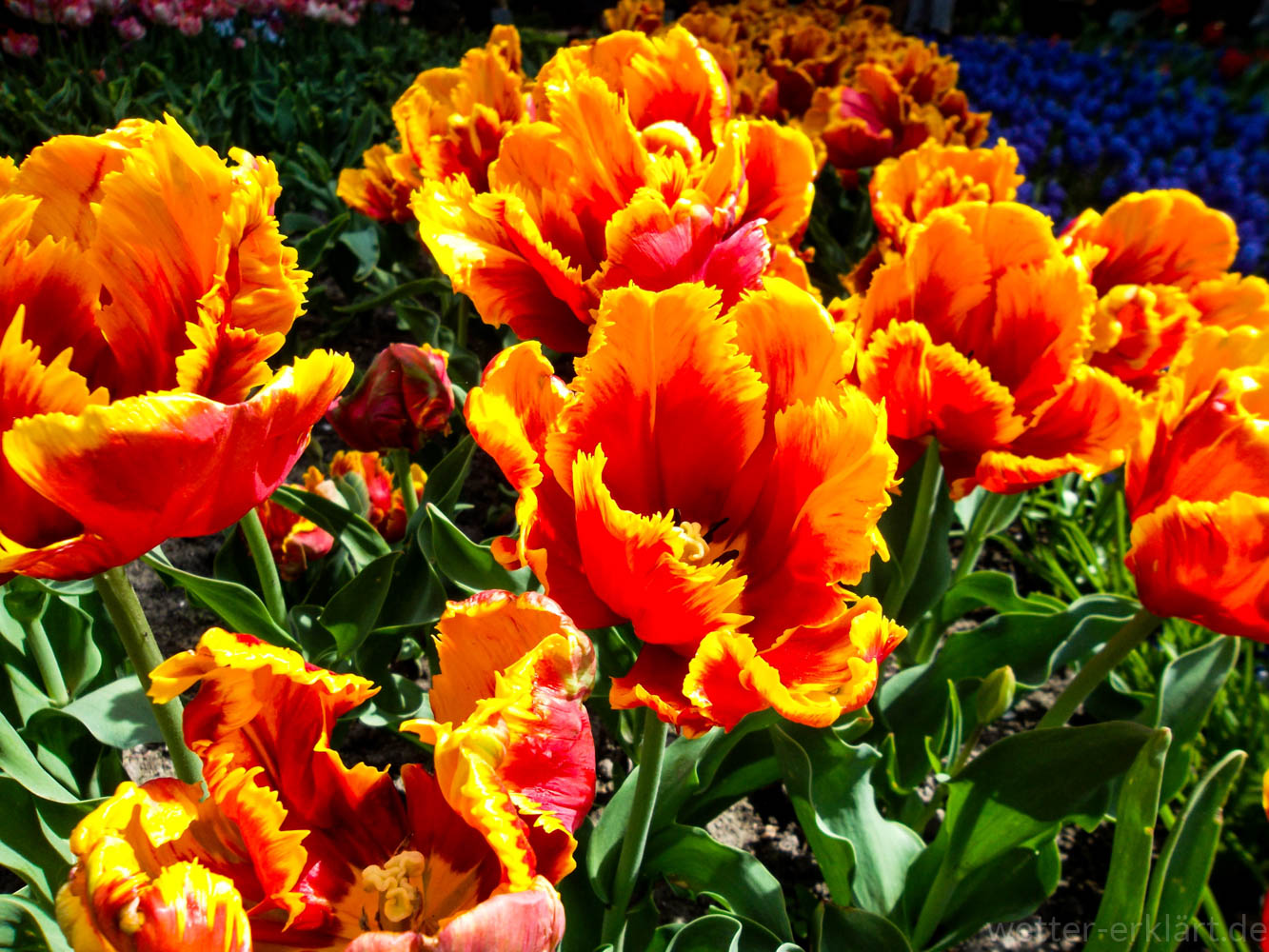 Meteorologischer und kalendarischer Frühlingsanfang Unterschied